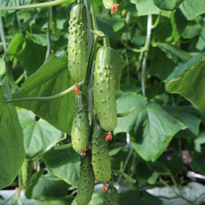 秋黄瓜种植技巧 秋黄瓜种植技巧