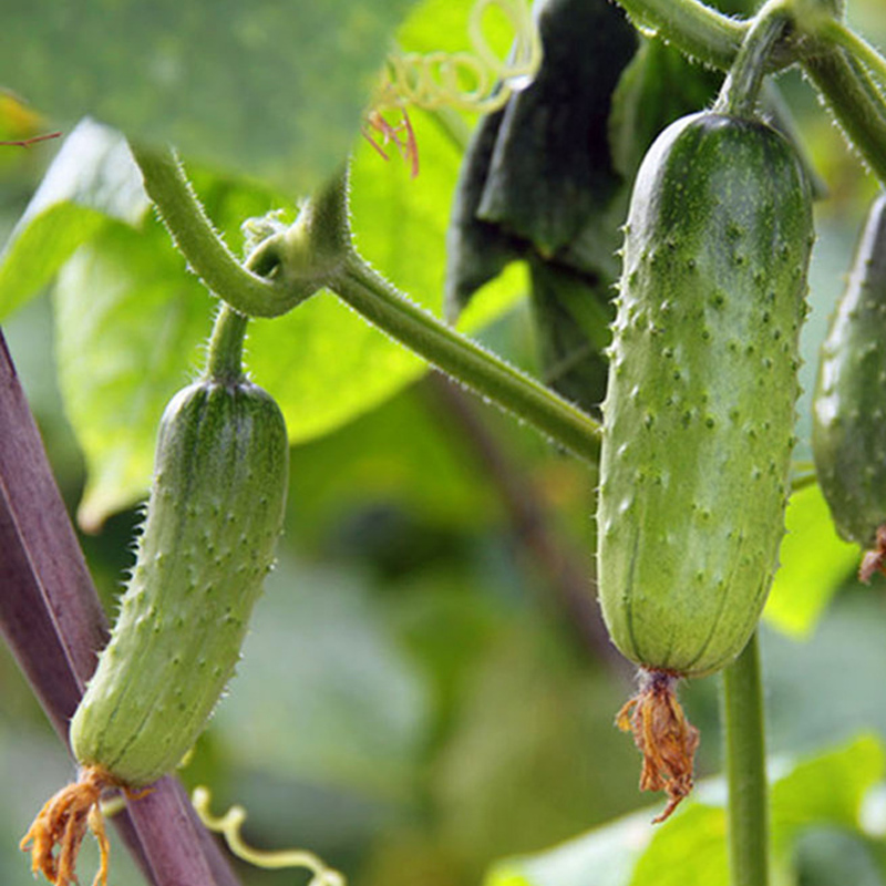 秋黄瓜种植管理技术 秋黄瓜种植管理技术
